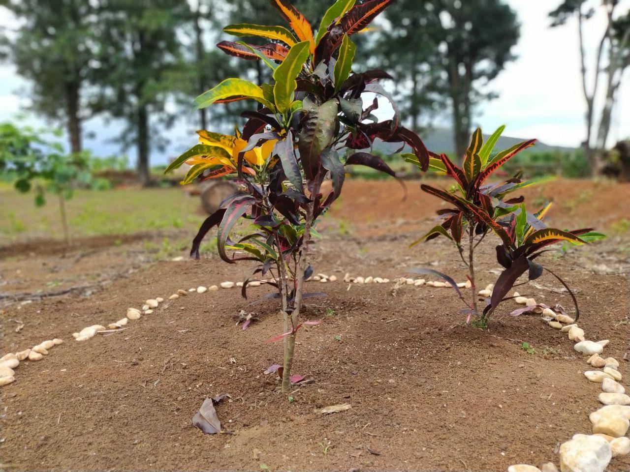 Serginho e Chinho Serviços de Prestação de Jardinagem em Geral